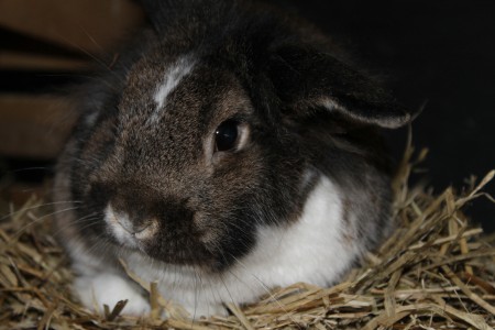 Linus